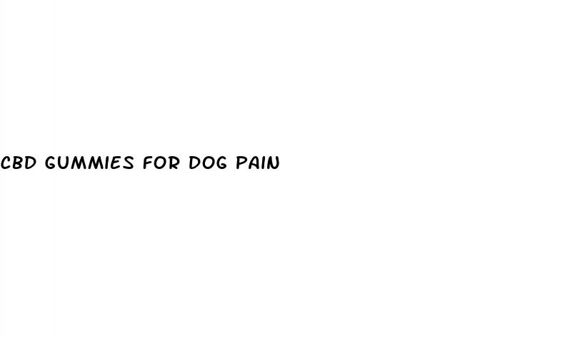 cbd gummies for dog pain
