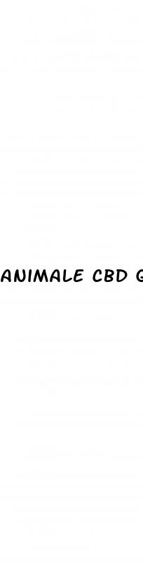 animale cbd gummies reviews
