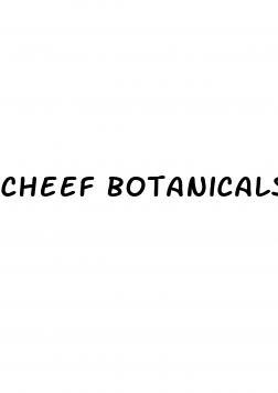 cheef botanicals cbd gummy cubes