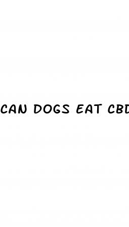 can dogs eat cbd gummy bears