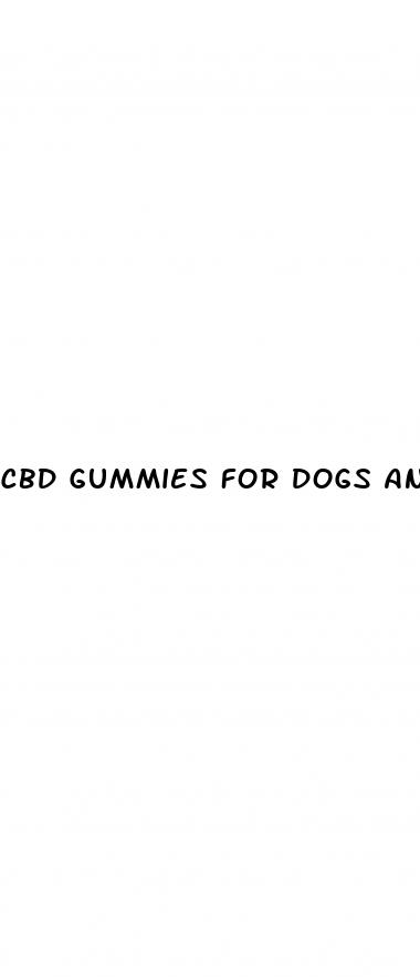 cbd gummies for dogs anxiety near me