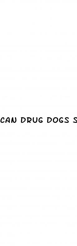 can drug dogs smell cbd gummies