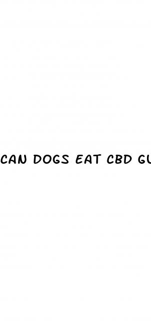 can dogs eat cbd gummy bears