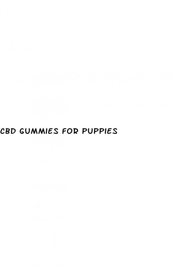 cbd gummies for puppies