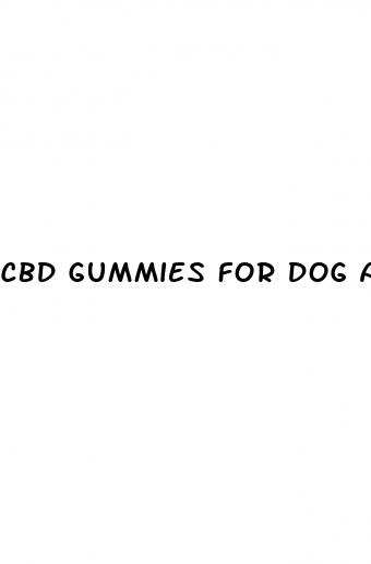cbd gummies for dog aggression