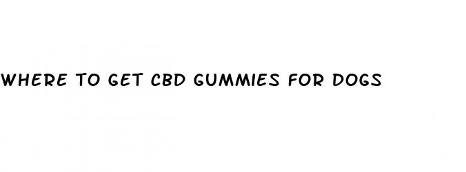 where to get cbd gummies for dogs
